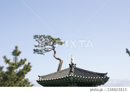 It's a pine tree and a tiled roof. 138823813