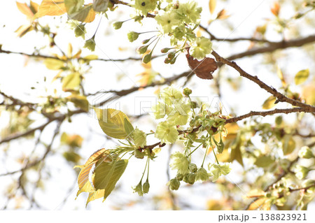 緑の桜 御衣黄 緑の桜 御衣黄 138823921