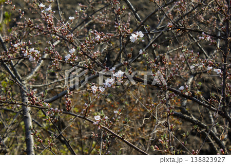 Pink cherry blossom(Cherry blossom, korean cherry) on the Nanking cherry tree. Pink cherry blossom(Cherry blossom, korean cherry) on the Nanking cherry tree. 138823927