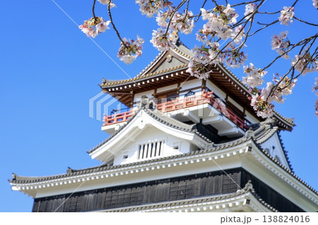 清須市、清洲城の天守閣と満開の桜 138824016