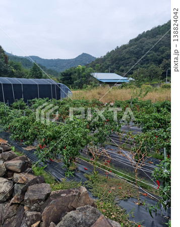 This is a summer scene of a chili pepper field. This is a summer scene of a chili pepper field. 138824042