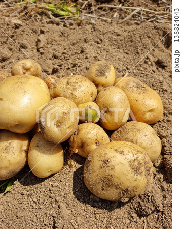 Fresh potatoes on the farm. Fresh potatoes on the farm. 138824043