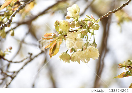 黄色がかった桜　鬱金 138824262