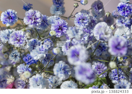 Purple mist flower close up. 138824333