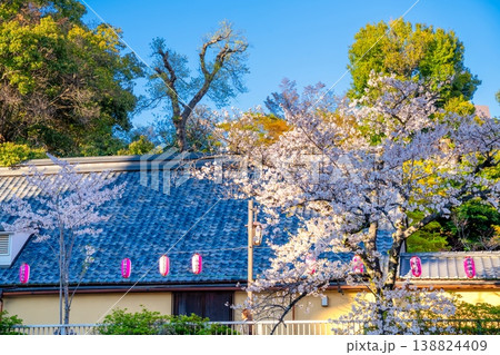 東京都心の神田川沿いに続く満開の桜並木と都市風景 138824409