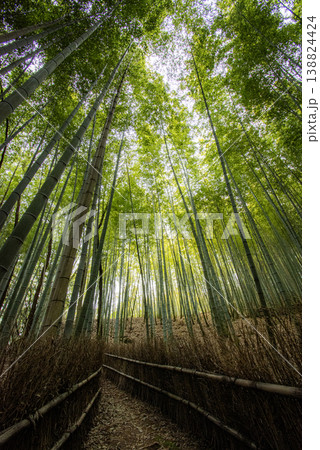 竹林の小径 竹林の小径 138824424