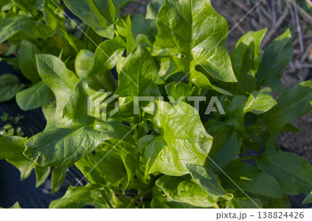 It is a close-up of a spinach field. It is a close-up of a spinach field. 138824426