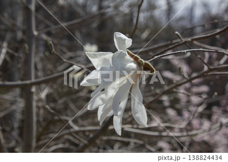 A blooming white magnolia flower A blooming white magnolia flower 138824434