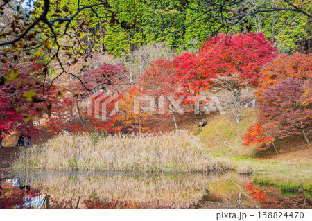豊田市のタカドヤ湿地の風景(愛知県) 豊田市のタカドヤ湿地の風景(愛知県) 138824470