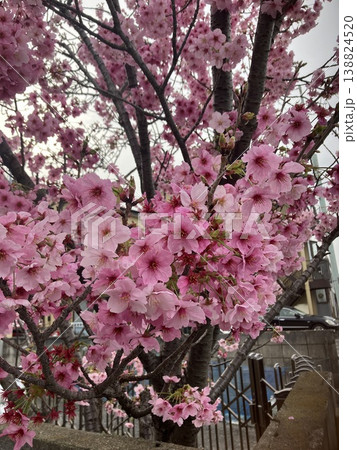 桜 138824520