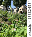 穂紫蘇 138824534
