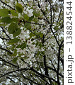 桜 138824544