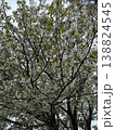 桜 138824545