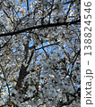 桜 138824546