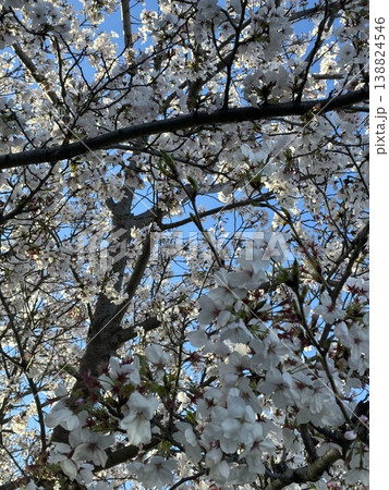 桜 138824546