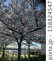 桜 138824547