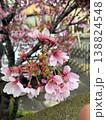 桜 138824548