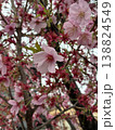 桜 138824549
