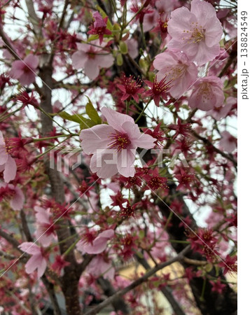 桜 桜 138824549