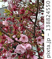 桜 138824550