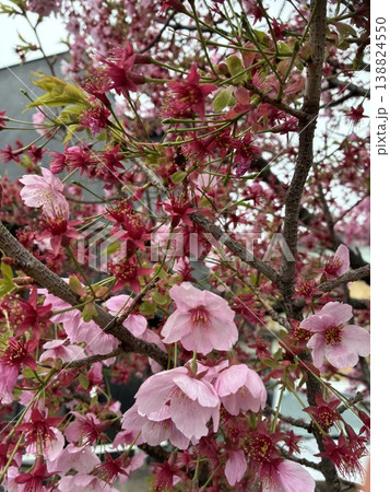 桜 桜 138824550