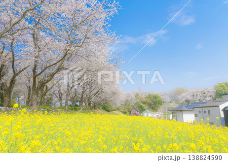 菜の花と桜のある風景 菜の花と桜のある風景 138824590
