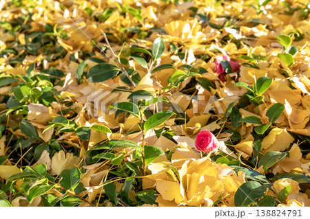 Vibrant yellow ginkgo leaves scattered over green bushes with small pink camellia flowers. Autumn nature background with warm sunlight on park ground. Late fall seasonal foliage and floral colors. 138824791