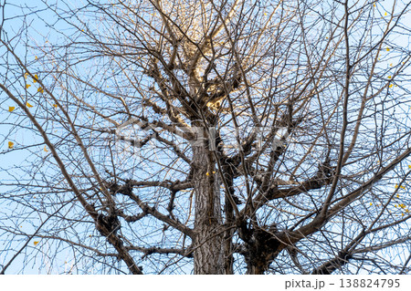 Low angle shot of a ginkgo tree with bare branches against a bright blue sky. A few yellow leaves remain during winter. Detailed view of intricate branch patterns and natural wood textures. Low angle shot of a ginkgo tree with bare branches against a bright blue sky. A few yellow leaves remain during winter. Detailed view of intricate branch patterns and natural wood textures. 138824795