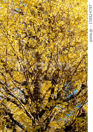 A majestic Ginkgo biloba tree displays vibrant yellow foliage during the autumn season. Close-up view of fan-shaped leaves on dense branches against a blue sky. Natural outdoor scenery. A majestic Ginkgo biloba tree displays vibrant yellow foliage during the autumn season. Close-up view of fan-shaped leaves on dense branches against a blue sky. Natural outdoor scenery. 138824797