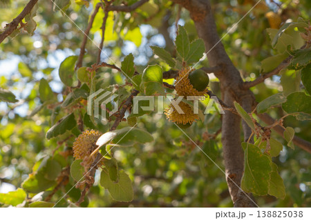 Oak branch with green leaves and acorns on a sunny day. Blurred leaf background. Selective focus. 138825038
