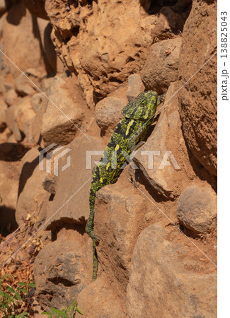 Common chameleon climbing on a stone wall in Israel, showing natural camouflage and texture Common chameleon climbing on a stone wall in Israel, showing natural camouflage and texture 138825043