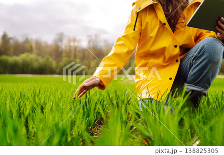 Woman farmer with tablet on field evaluates shoots, green wheat sprouts in field. Harvesting. 138825305