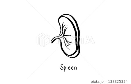 Human spleen icon 138825334