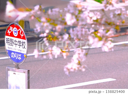学校前の桜とバス停 学校前の桜とバス停 138825400