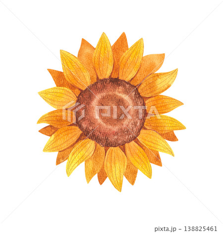 Sunflower, isolated watercolor illustration. Rustic yellow flower, hand drawn. Vibrant wildflowers for a farmers market, food festival, harvest, or postcard. Sunflower, isolated watercolor illustration. Rustic yellow flower, hand drawn. Vibrant wildflowers for a farmers market, food festival, harvest, or postcard. 138825461