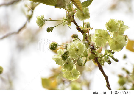 緑色の桜 御衣黄 緑色の桜 御衣黄 138825589