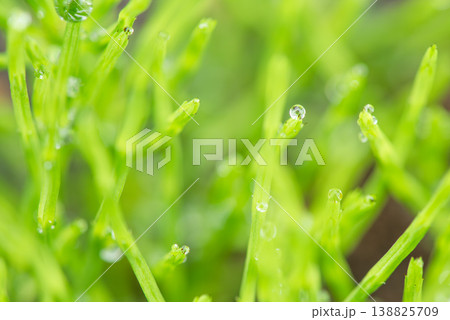 水滴がついてキラキラと光る草 水滴がついてキラキラと光る草 138825709