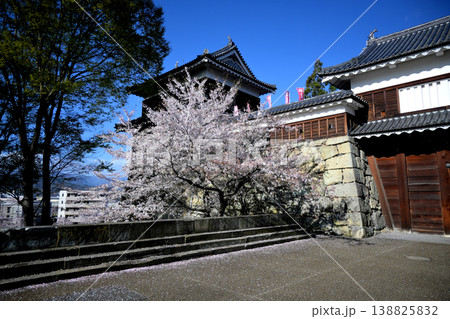 上田城　桜 138825832