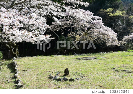 ソメイヨシノと横輪桜 ソメイヨシノと横輪桜 138825845