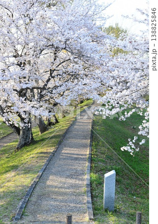 宮川堤 ソメイヨシノ 宮川堤 ソメイヨシノ 138825846