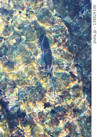 Fish swim on the surface of the Red Sea, Egypt Fish swim on the surface of the Red Sea, Egypt 138826100