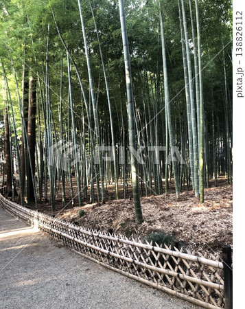 竹林の小径　　　～孟宗竹林～ 138826112
