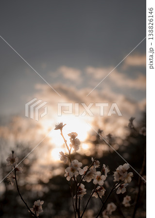 夕焼け空を背に咲き誇る白梅と柔らかな夕日の光が美しい風景 夕焼け空を背に咲き誇る白梅と柔らかな夕日の光が美しい風景 138826146