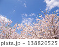 青空と満開の桜 春の風景 コピースペースあり 138826525