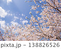 青空と満開の桜 春の風景 コピースペースあり 138826526