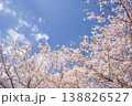青空と満開の桜 春の風景 コピースペースあり 138826527