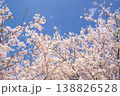 青空と満開の桜 春の風景 コピースペースあり 138826528