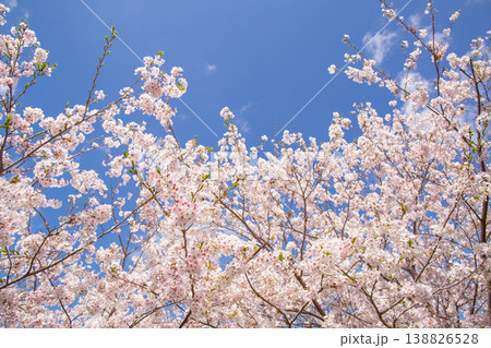 青空と満開の桜 春の風景 コピースペースあり 青空と満開の桜 春の風景 コピースペースあり 138826528