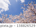 青空と満開の桜 春の風景 コピースペースあり 138826529