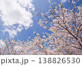 青空と満開の桜 春の風景 コピースペースあり 138826530